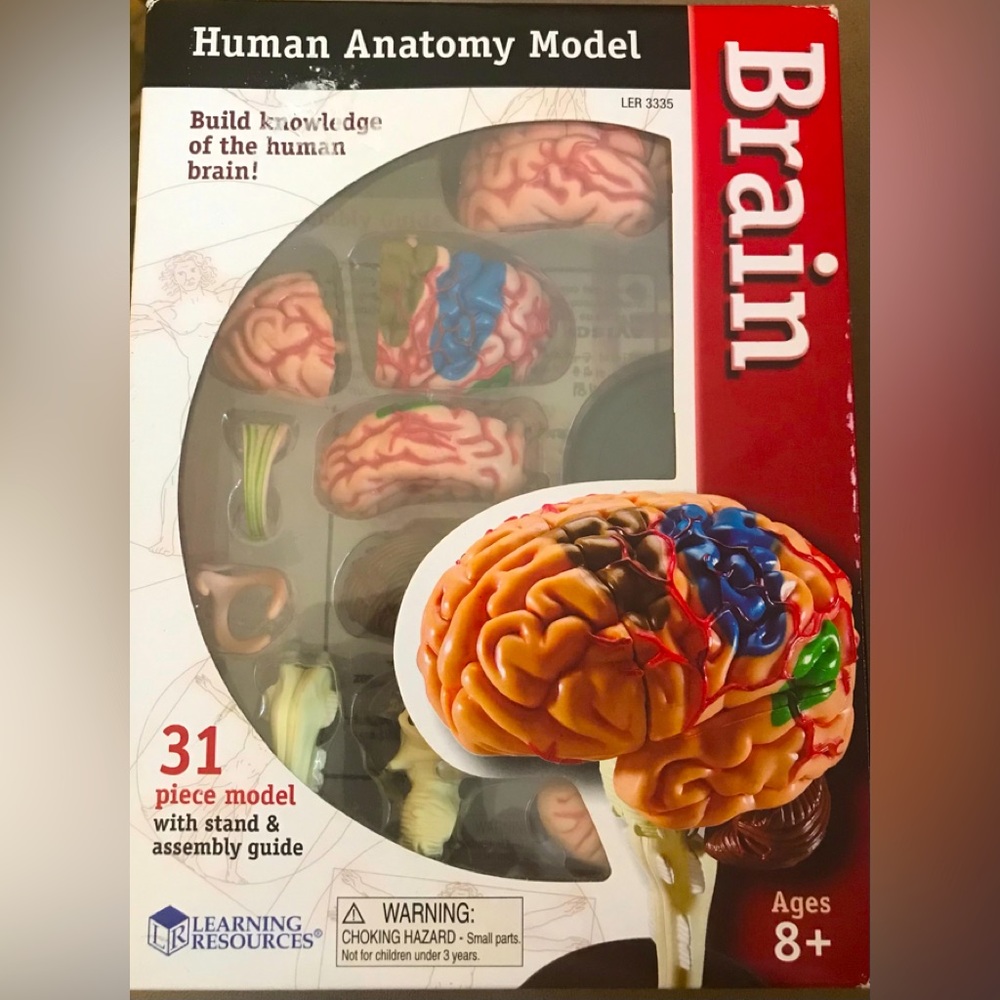 Learning Resources Human Anatomy model BRAIN. Realistic model 31 pieces